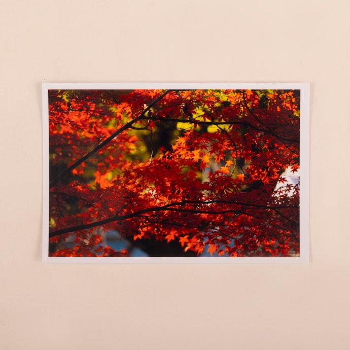 写真の印刷品質が非常に高い。美しい発色で細部もきれいに描写できている