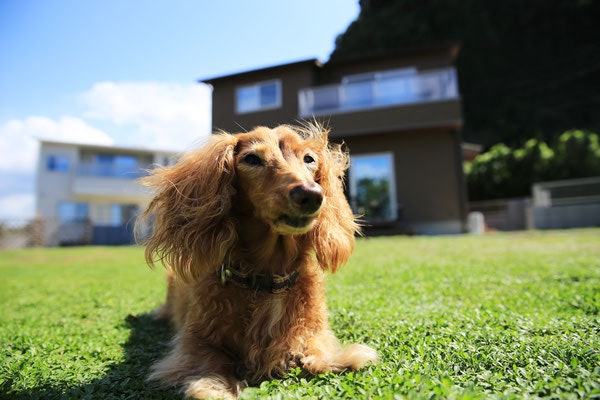 犬同伴のコテージステイならドッグラン付きをセレクト