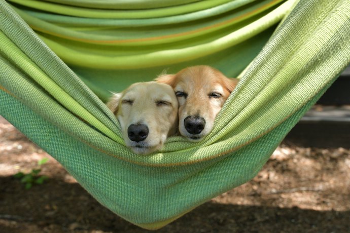 愛犬と一緒に楽しみたい人はペットOKの施設をチェック