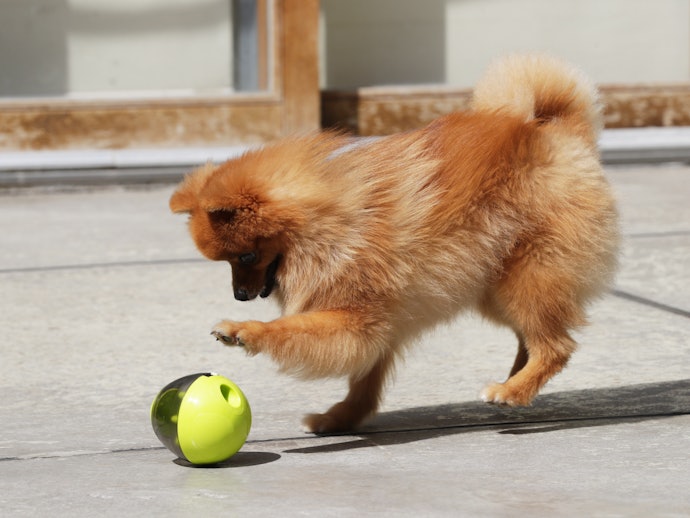 知育おもちゃ:食いしん坊の犬・留守番時の孤独対策に