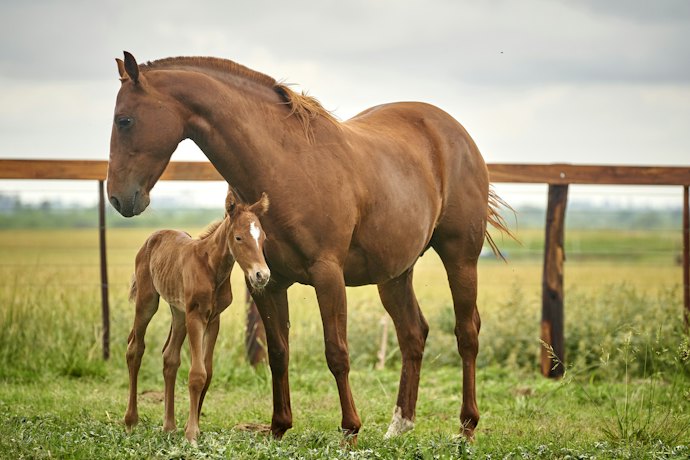 アミノ酸の多さなら馬由来プラセンタ