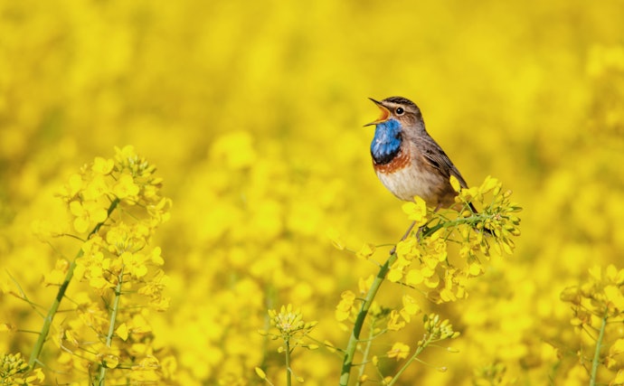 超望遠(300mm以上):野鳥・飛行機・風景撮影にうってつけ