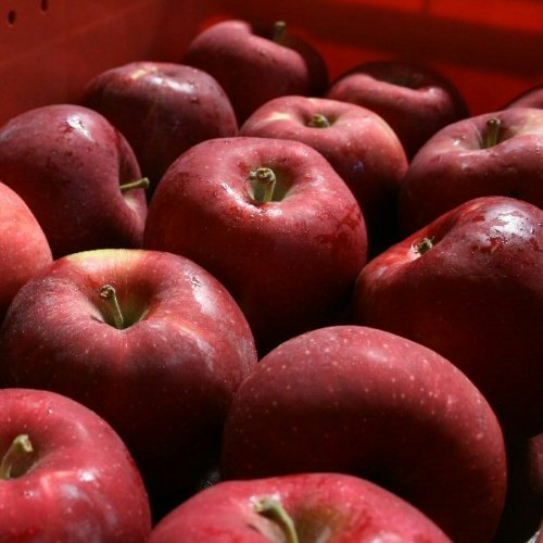 酸味が強い紅玉・グラニースミスは、加熱して使う人にぴったり