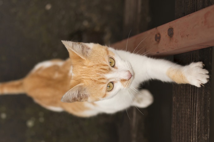 木製は家具・柱で爪をとぐ猫の、いたずら対策にぴったり