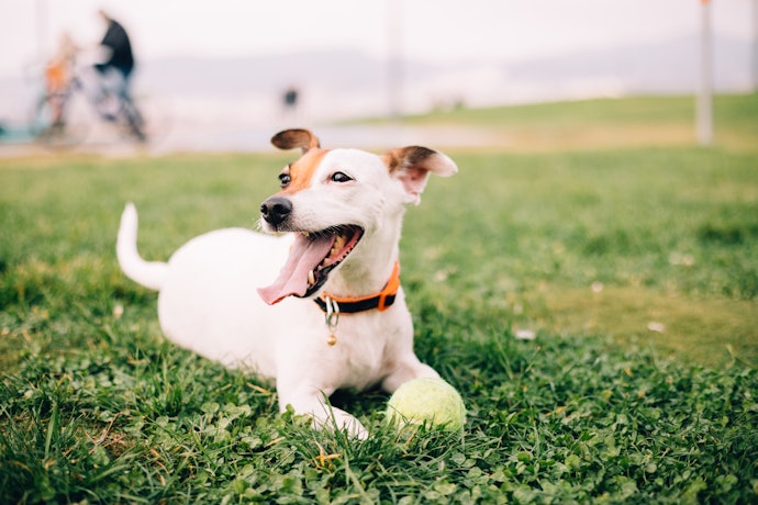 愛犬とアウトドアを楽しみたい人はペット同伴可の施設を選ぼう