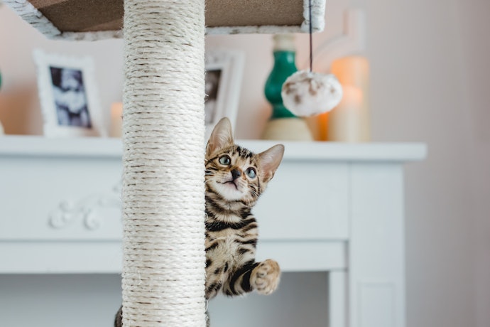 キャットタワーで1日過ごせるように、爪とぎやおもちゃつきがおすすめ