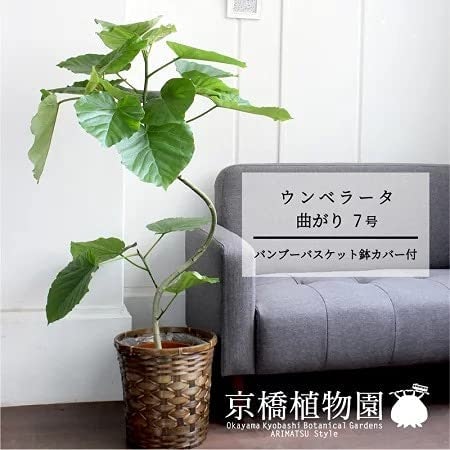 インパクトのあるシンボルツリーにはS字や螺旋がぴったり