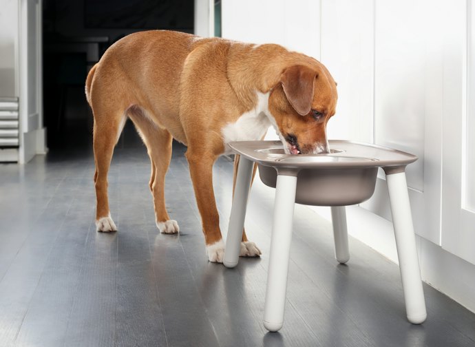餌台の高さは、愛犬が軽く首を下げたときに口元に食器が届く程度が目安