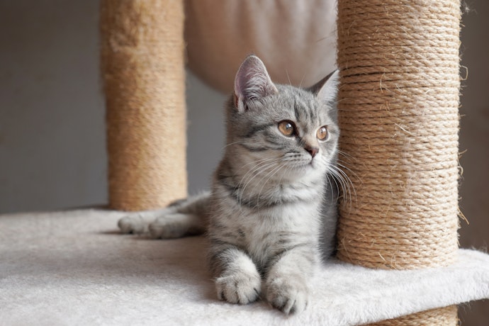 ふわふわベッドや毛布が好きな猫には、布張りタイプがおすすめ