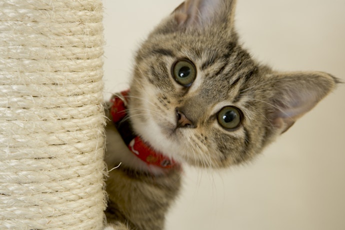 自由気ままな猫に癒されるドキュメンタリー