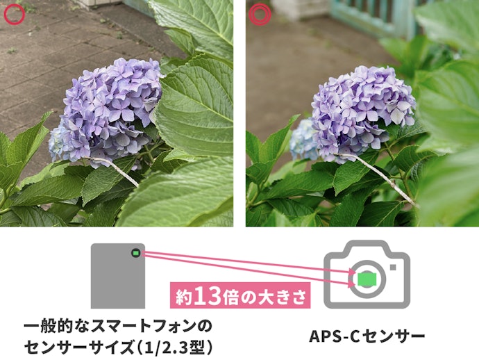 デジタル一眼の標準!APS-Cはボケも楽しめて誰にでもおすすめ