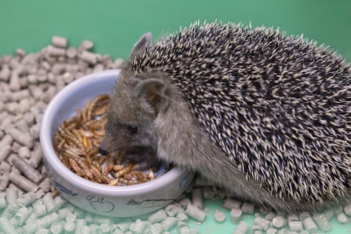 ご褒美には昆虫やミルワームを。食欲のない個体には生き餌がおすすめ