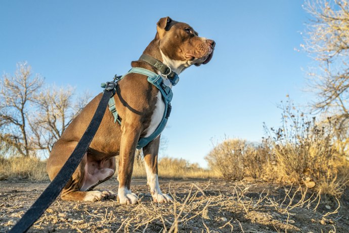 H型:しっかりとホールドして、すっぽ抜け癖のある犬に効果的