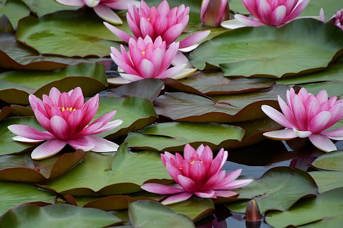 花を咲かせる水草でアクセントのあるレイアウトにしよう