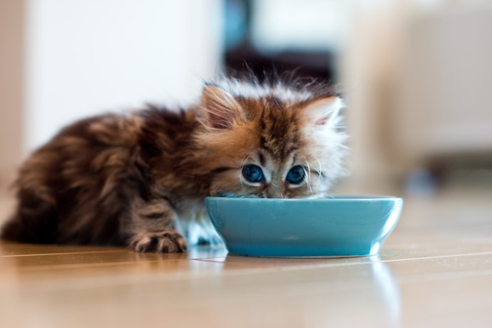 1歳未満の子猫には、高タンパク・高カロリーのミルクを