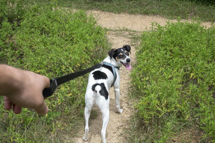 愛犬を守るためにはリードを強く握りしめられるものがベター