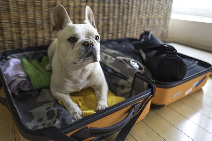 愛犬と一緒に旅を楽しむならペット同伴可の宿をチョイスしよう