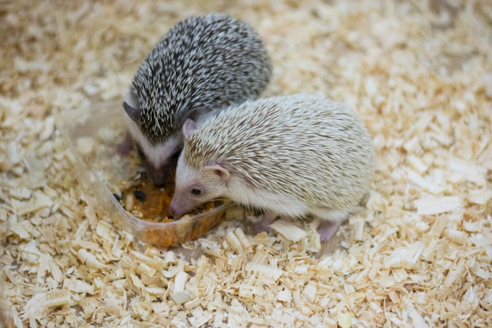 サプリメントで健康をサポートしよう