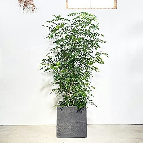 お店にはシンボルになる大型の植物を選ぼう