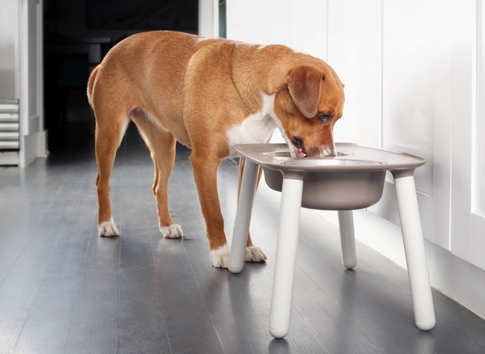 餌台の高さは、愛犬が軽く首を下げたときに口元に食器が届く程度が目安