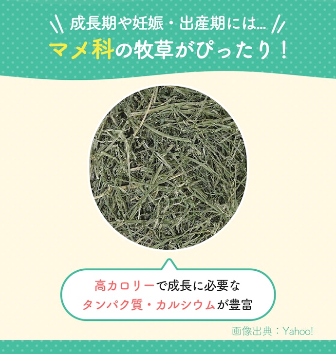 マメ科牧草は高カロリーで栄養が豊富。成長期や妊娠・出産期のエネルギー源になる
