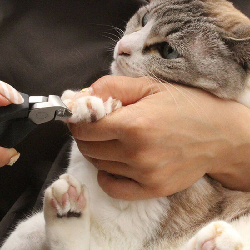 ねこずきつめきり　nekozuki SUWADA Amazon | 猫 爪切り 国産 SUWADA 猫専用 nekozuki 限定モデル