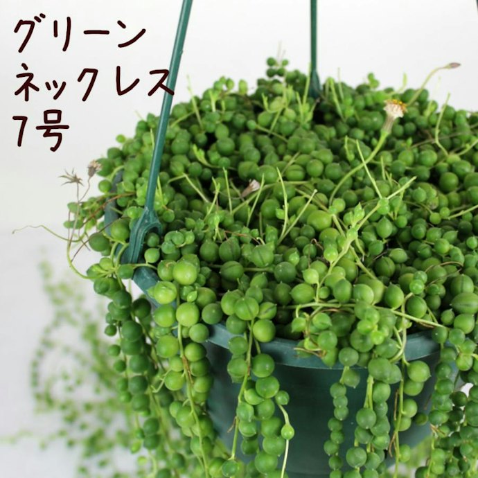 天井や壁にアクセントを加えるなら、葉が垂れ下がるタイプが好適