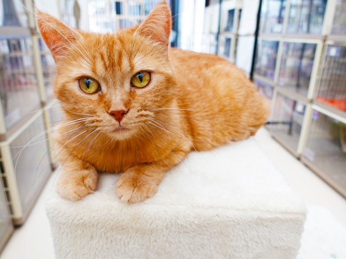 猫シェルターが検証に協力してくれました!
