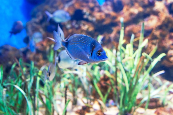 熱帯魚が好む水質に適応できる水草かチェック