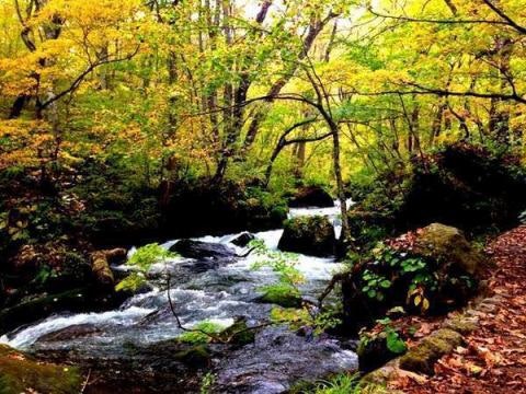 奥入瀬渓流温泉エリア:アクティブに自然を満喫したい人や温泉好きにうってつけ