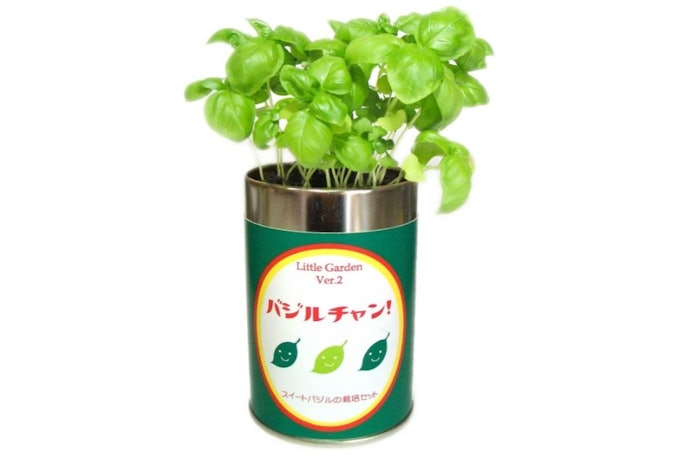 バジル:料理にも使えるものがほしいならぴったり