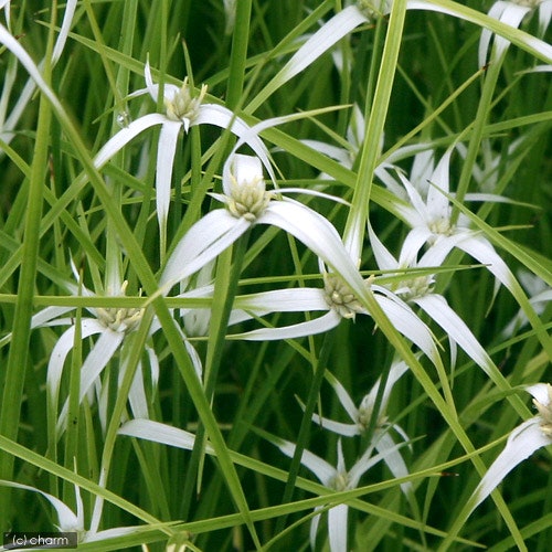 後景には湿地植物・抽水植物がおすすめ