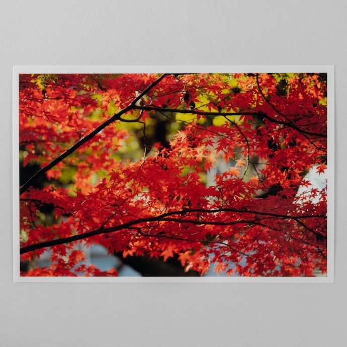 写真は色鮮やかで見栄えする仕上がり。暖色系はとくにきれい