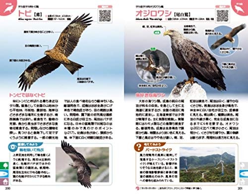 写真で解説された図鑑は、野鳥のリアルな姿を楽しみたい人向き