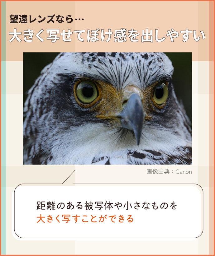 近寄れない被写体には、望遠レンズがうってつけ