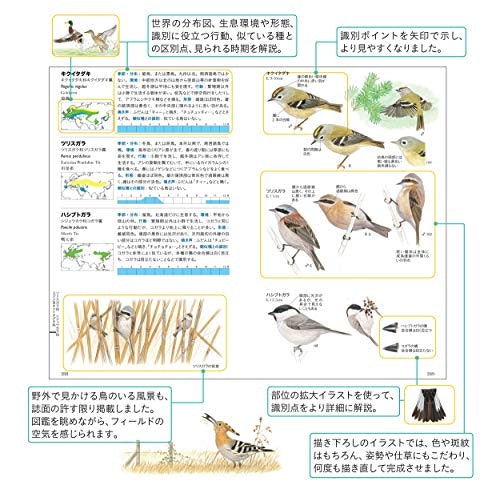 イラストを使った図鑑は、野鳥の特徴や見分け方を知るのにうってつけ