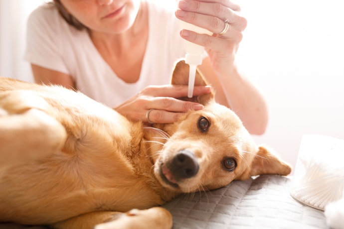 オイリー肌・皮膚が敏感な犬には、低刺激タイプの洗浄液がおすすめ