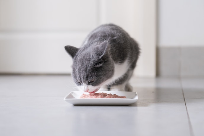 フード|猫の年齢や健康状態に合ったフードを選ぶ
