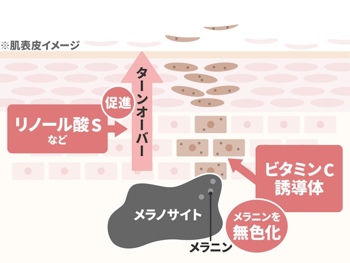 肌のターンオーバーを促す成分で、シミのもとの蓄積を防いで