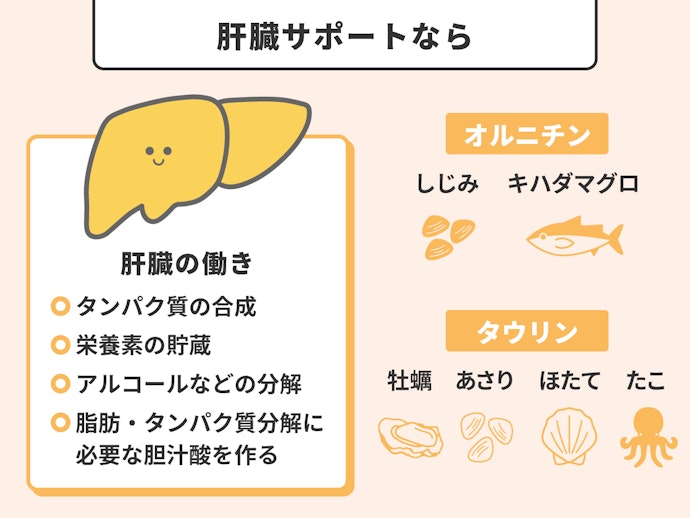 肝臓の機能をサポート:オルニチン・タウリン