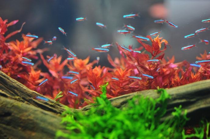 大型魚や海水魚、大量の淡水魚の飼育を考えている方