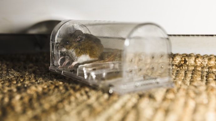買い替えるコストを抑えたいなら、繰り返し使える捕獲器が候補に