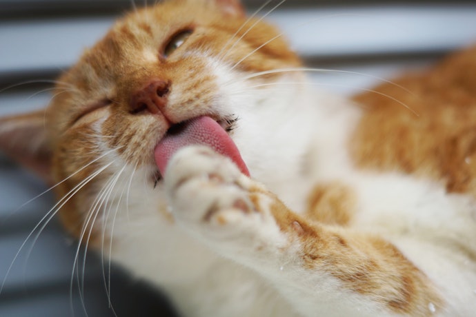 毛玉を吐きやすい猫なら、毛玉ケア効果が期待できるものをチョイス