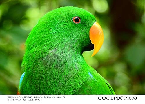 野鳥を撮るなら、最大600mm以上の超望遠をカバーできるものがベター