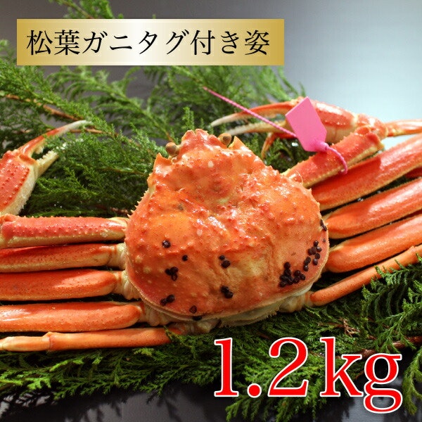 身入りや大きさにこだわる人は、タグ付きの松葉ガニを探そう