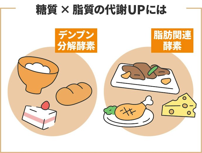 ダイエットサポートの目的なら、「デンプン分解酵素」や「脂肪関連酵素」