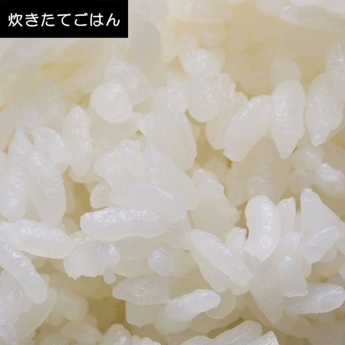 炊き立てごはんは、弾力がある硬めの仕上がり。若干パサつきが気になった