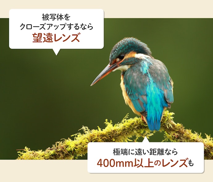 遠い場所から野鳥をとらえるなら、望遠~超望遠レンズを使おう