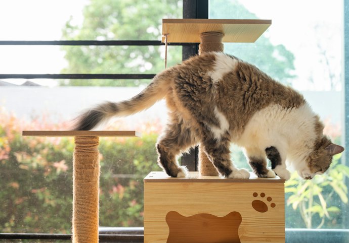 フローリングや棚で寝そべる猫には、木製がうってつけ