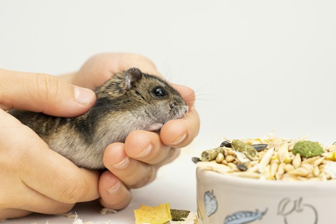 健康が気になるなら栄養成分配合のペレットもおすすめ
